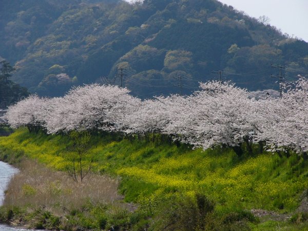 (1509)那賀川沿いの桜０４