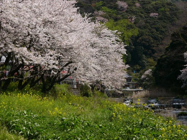 (1510)大沢温泉の桜０４