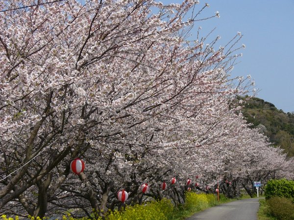 (1511)那賀川沿いの桜０４