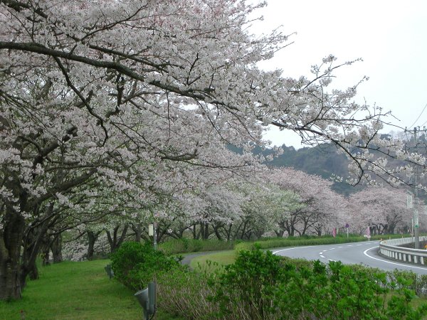 (1512)那賀川沿いの桜０４