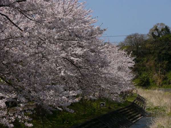 (1513)那賀川沿いの桜０４