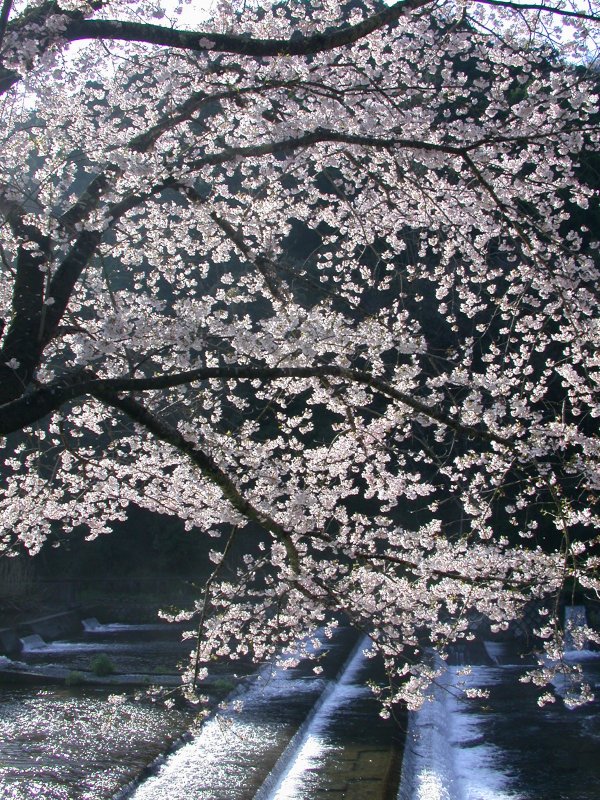 (1514)那賀川沿いの桜０４