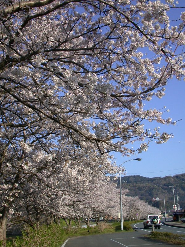 (1515)那賀川沿いの桜０４