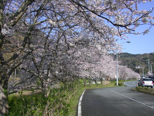 (1516)那賀川沿いの桜０４