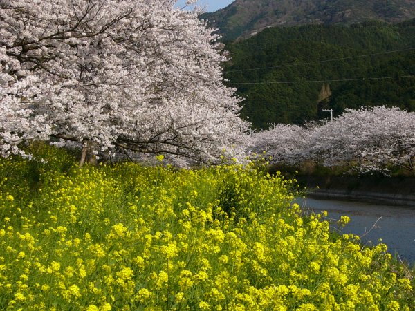 (1517)那賀川沿いの桜０４
