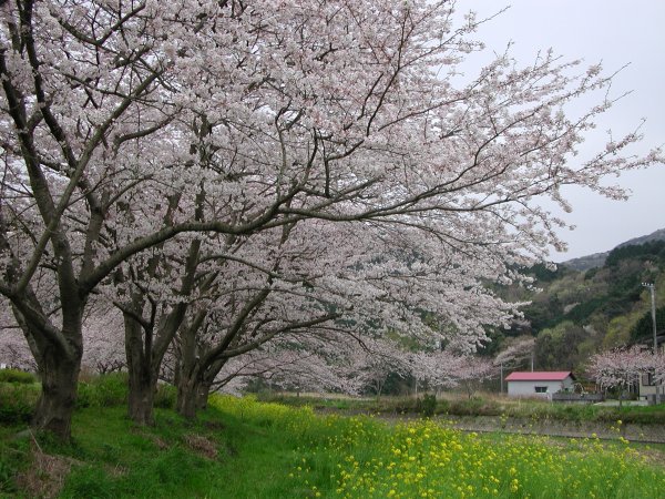 (1518)那賀川沿いの桜０４