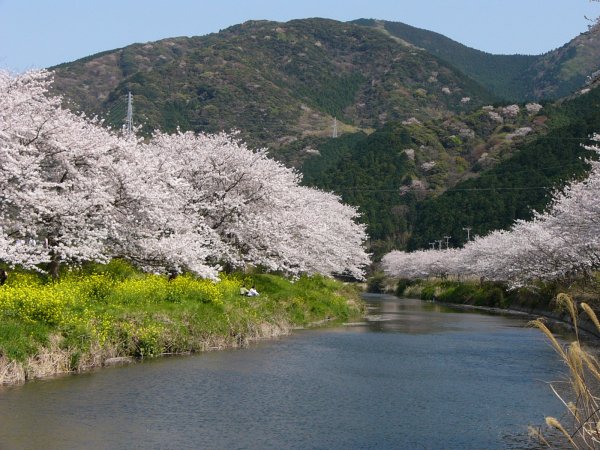 (1519)那賀川沿いの桜０４
