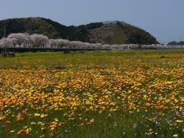 (1522)田んぼをつかった花畑０４