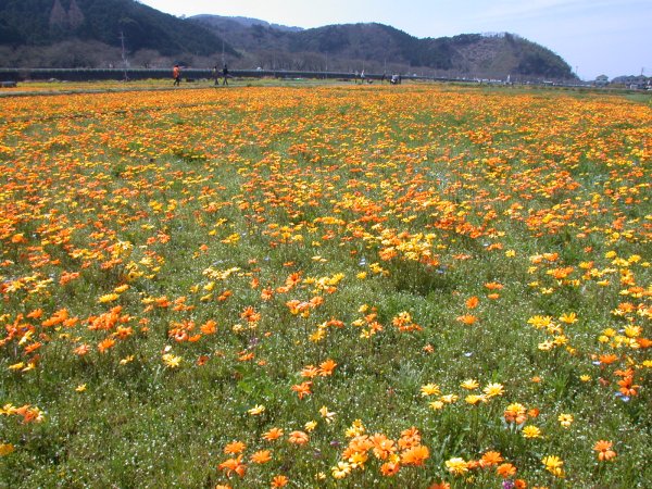 (1524)田んぼをつかった花畑０４