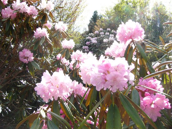 (1535)植栽シャクナゲ（長九郎）