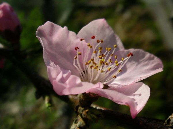 (1543)桃の花