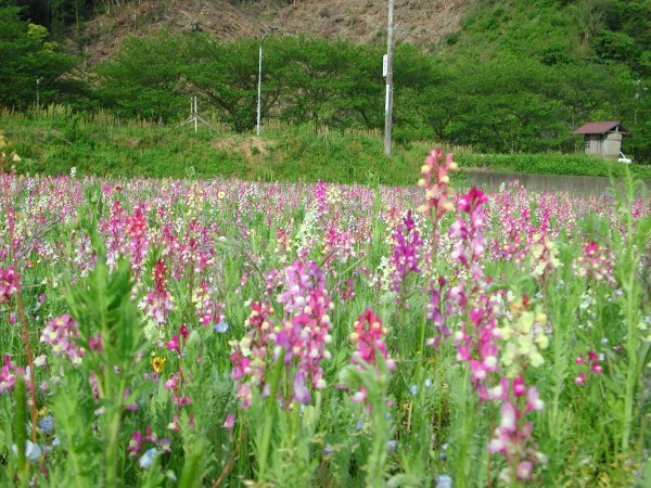 (1547)田んぼをつかった花畑（姫金魚草）