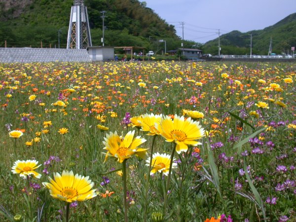 (1548)田んぼをつかった花畑（つましろひなぎく）