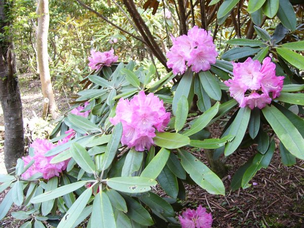 (1556)植栽シャクナゲ（長九郎）