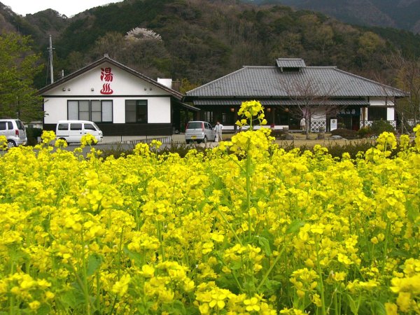 (1558)菜の花（三聖苑）