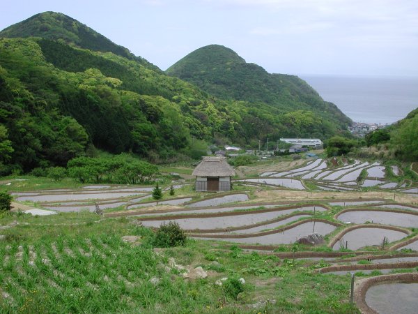 (1564)石部の棚田