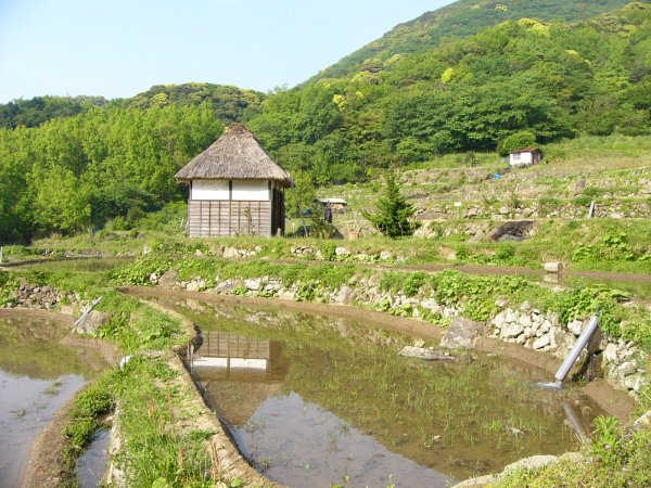 (1565)石部の棚田