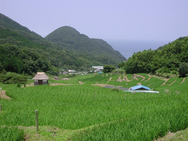 (1636)棚田