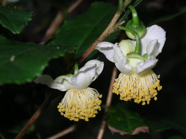 (1758)お茶の花