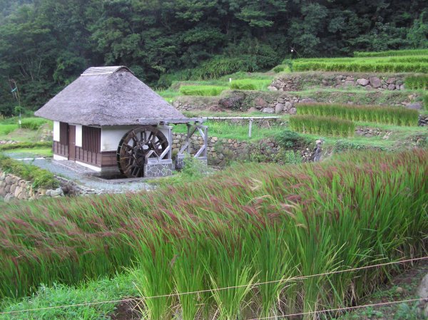 (1766)棚田