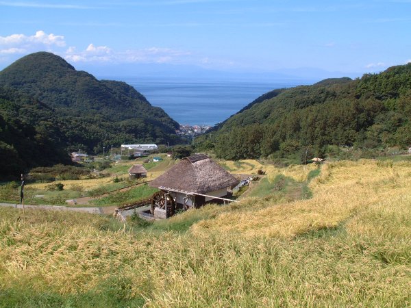 (1789)秋の棚田
