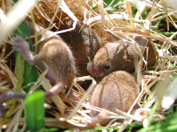 (1795)野ネズミ