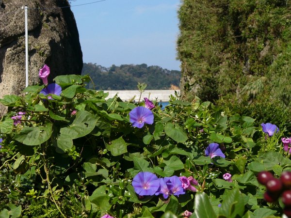 (1806)朝鮮朝顔