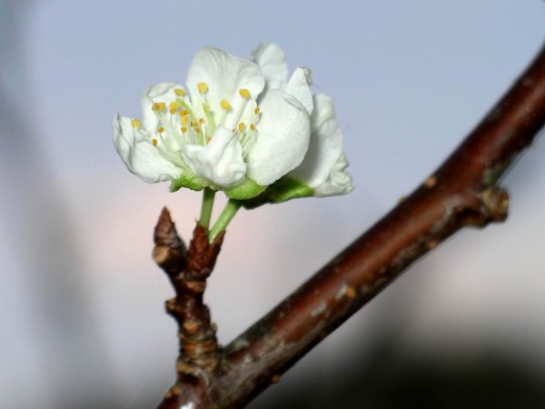 (1821)プラムの花