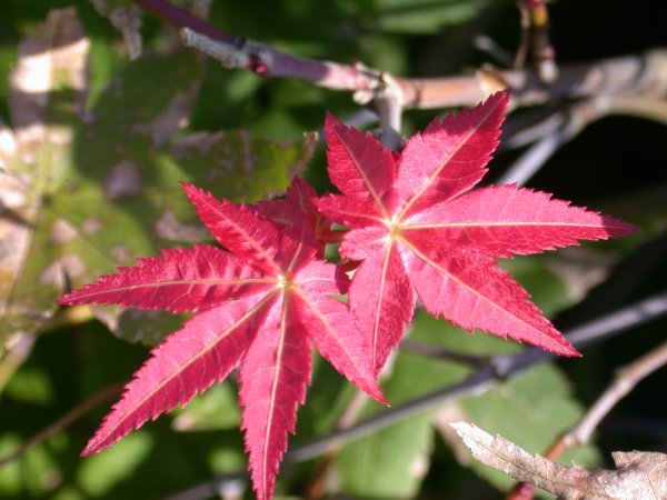 (1872)紅葉