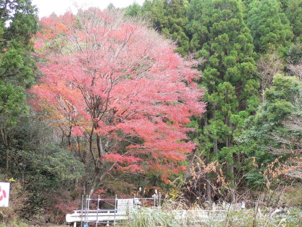 (1887)長九郎山車止め付近の紅葉