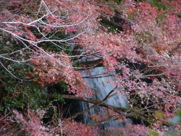 (1888)長九郎山狼橋付近の紅葉