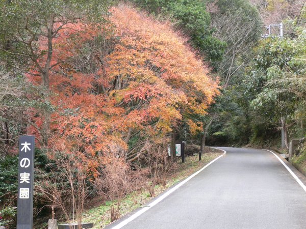 (1905)牛原山の紅葉