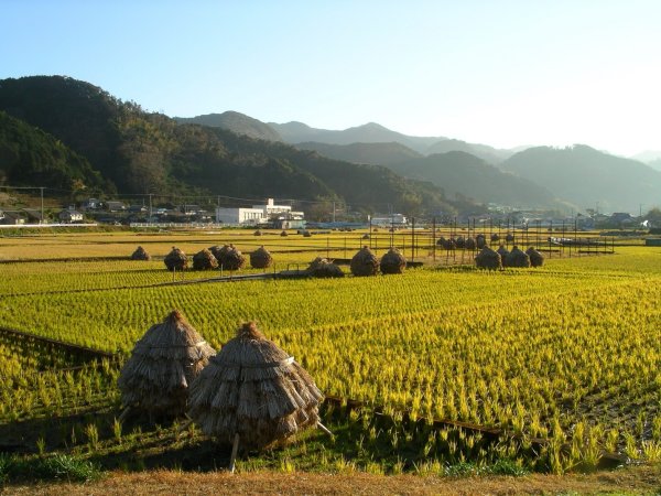 (1908)早朝の岩科