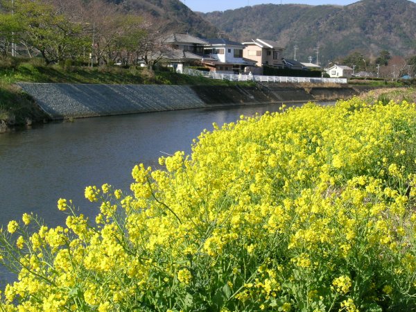 (1984)菜の花