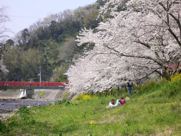(1992)大沢温泉の桜