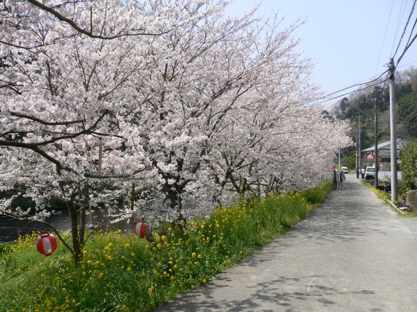 (1993)大沢温泉の桜
