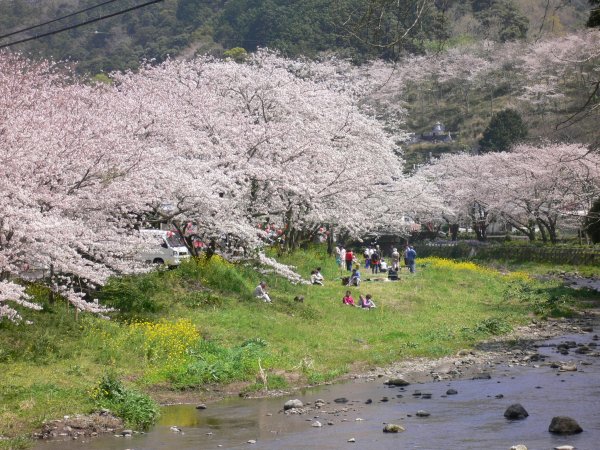 (1994)大沢温泉の桜