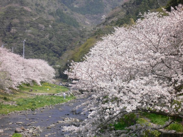 (1995)大沢温泉の桜
