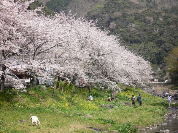 (1996)大沢温泉の桜