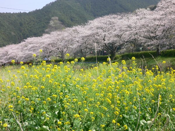 (1997)南郷土手の桜