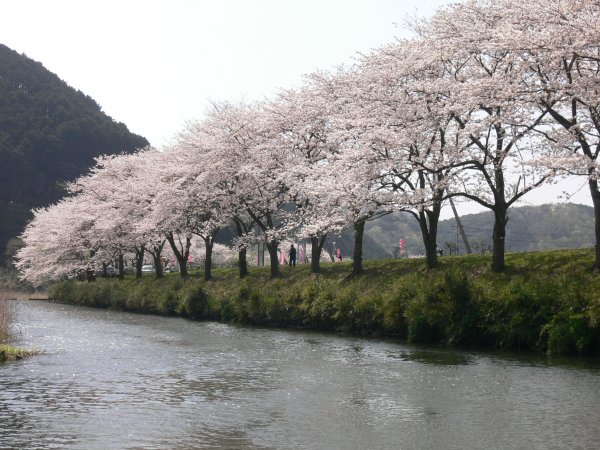 (1998)那賀川沿いの桜