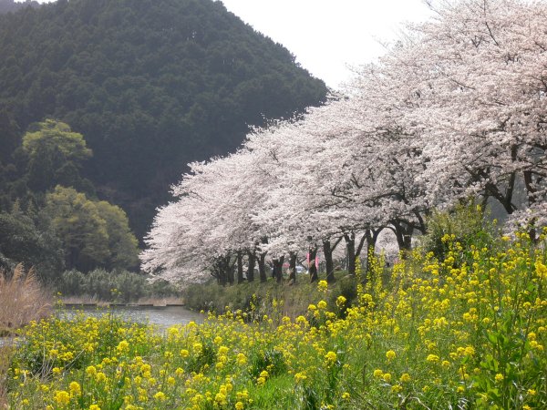 (1999)那賀川沿いの桜