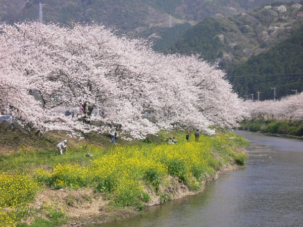 (2000)那賀川沿いの桜