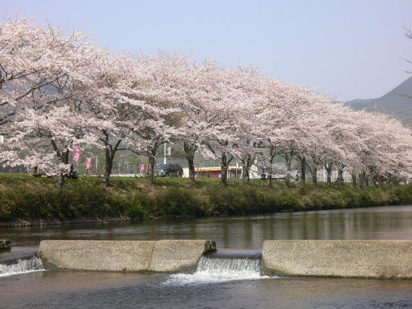 (2001)那賀川沿いの桜