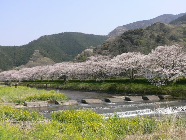 (2002)那賀川沿いの桜