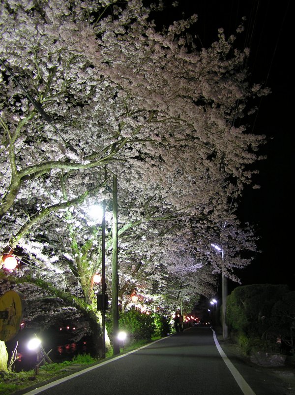 (2005)大沢温泉の桜