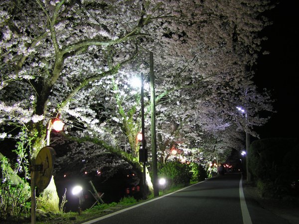 (2006)大沢温泉の桜