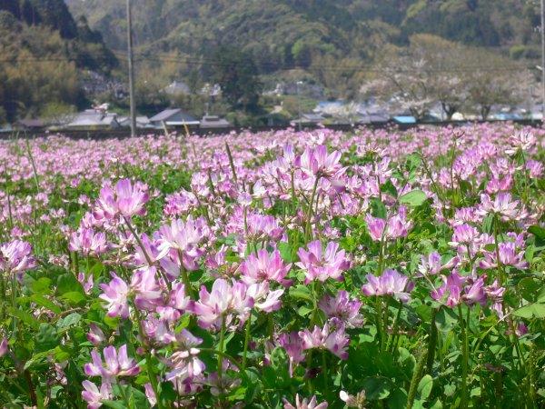 (2010)レンゲ