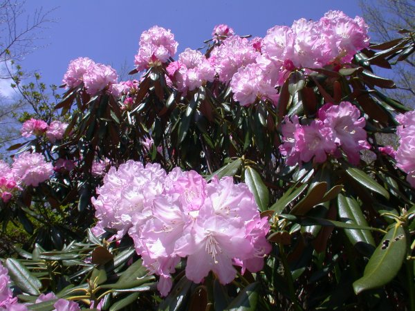 (2028)長九郎山植栽シャクナゲ