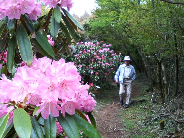 (2029)長九郎山植栽シャクナゲ